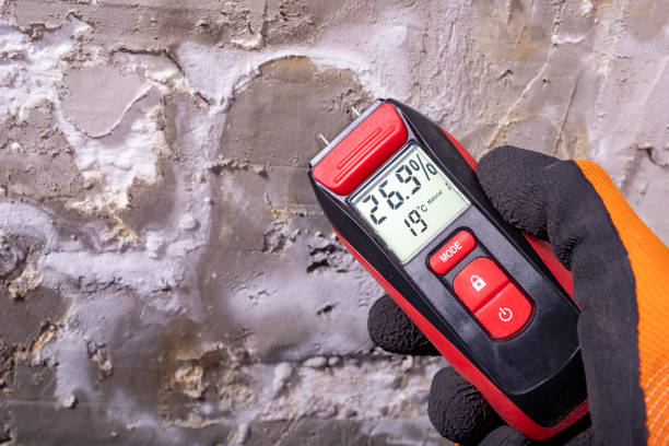 Best Same-Day Mold Removal  in Lexington, TX