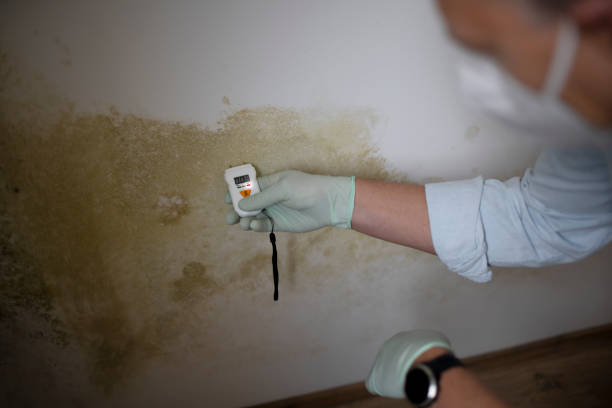 Best Certified Mold Removal  in Lexington, TX