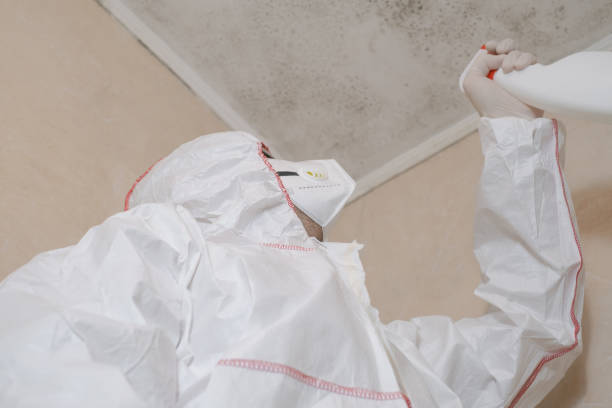 Trusted Lexington, TX Mold Removal Experts