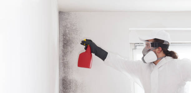 Best Commercial Mold Removal  in Lexington, TX