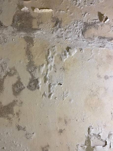 Best Black Mold Removal  in Lexington, TX