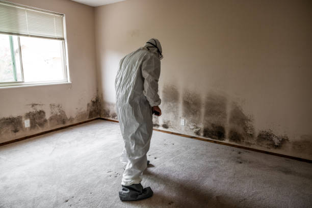 Best Mold Damage Repair  in Lexington, TX