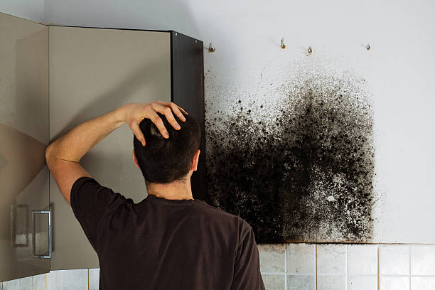 Best Mold Remediation  in Lexington, TX