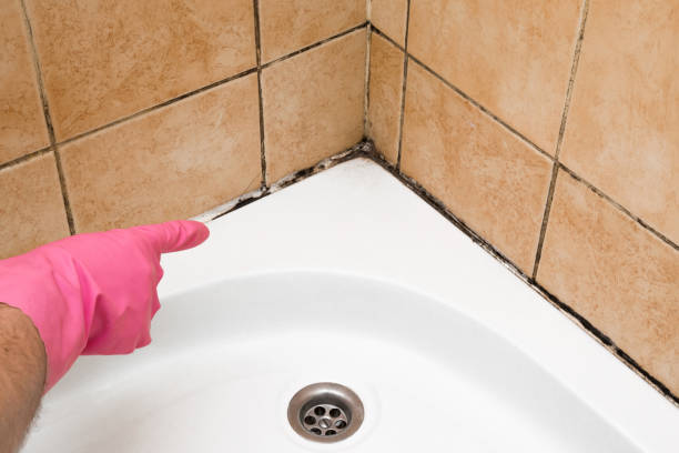 Best Toxic Mold Removal  in Lexington, TX